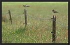 tureluur DSC_0294-01